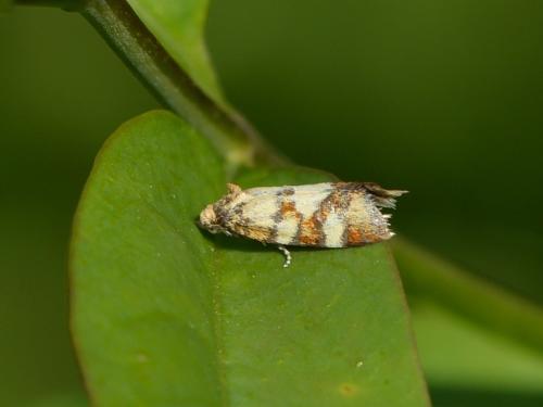 Réf. 350 369 : Aethes tesserana
